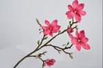 magnolia tak beauty 108 cm